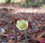 121119anemone2.jpg
