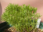 121130oxalis.jpg