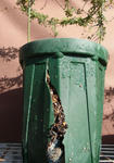121203lepi.jpg