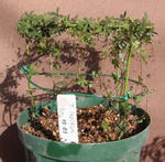 121203lepi2.jpg