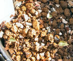 121207cyclamen.jpg