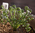 121209albuca.jpg
