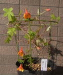 121209smithii.jpg