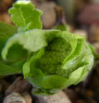 121212odrus.jpg