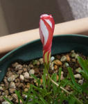 121217oxalis.jpg
