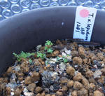 121220lepidum.jpg