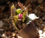 121220thibetanus.jpg