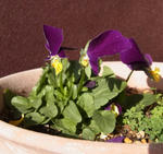121224viola1.jpg