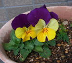 121224viola2.jpg