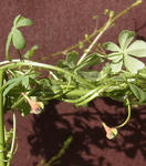 121224tricolor.jpg