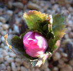 121229hellebo2.jpg
