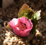 130101thibeta.jpg