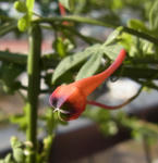 130103tricolor.jpg