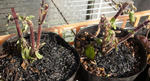 130107holybasil.jpg
