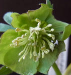 130111istriacus.jpg