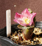 130113thibeta.jpg