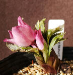 130113thibeta2.jpg