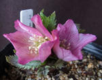 130118thibetanusu.jpg