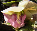1301120thibetanus.jpg