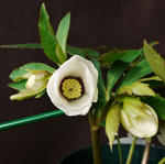 1301122hybrid.jpg