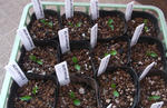 1301130potup2.jpg