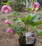 1301131peach120415_1.jpg