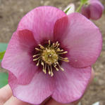 1301131peach120415_2.jpg