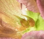 130131tane.jpg