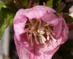 130131kafun.jpg
