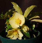 130131gold.jpg