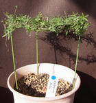 130201azureum.jpg