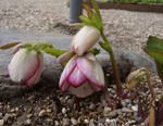 130205hellebo.jpg