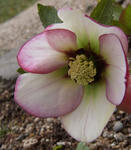 130205hellebo2.jpg