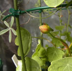 130207moritzianum.jpg