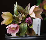 130210thibetanus.jpg