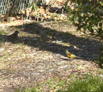 130216mahiwa2.jpg