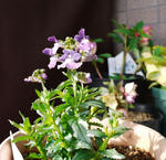 130217nemesia.jpg