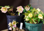 130219hellebo.jpg