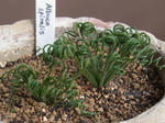 130220albuca2.jpg