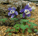 130302chisimaruriodamaki.jpg