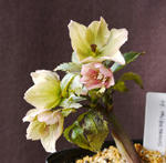 130305thibetanus.jpg