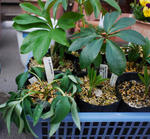 130309dume.jpg