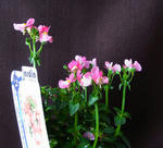 130314nemesia.jpg