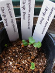 130317geranium.jpg