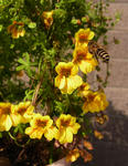 130319xazureum2.jpg