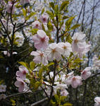 130401yamazakura.jpg