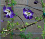 130404xazu2.jpg