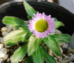 130411apoi.jpg
