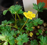 130415akanekinbai.jpg