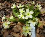 130419primula.jpg